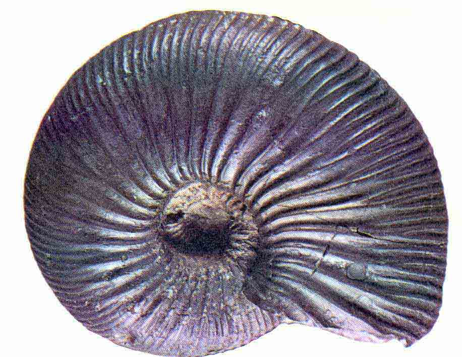 photo of fossil