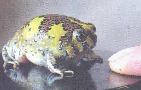 Notadon frog
