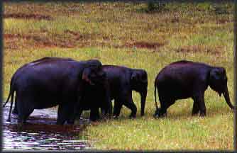 Kerala Scenery